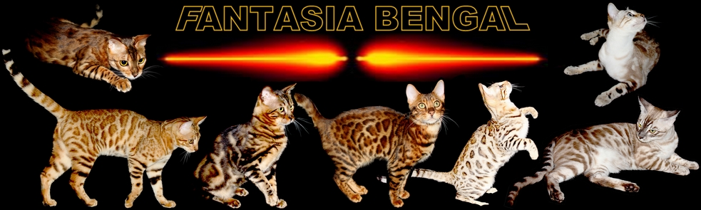 chatterie FANTASIA BENGAL